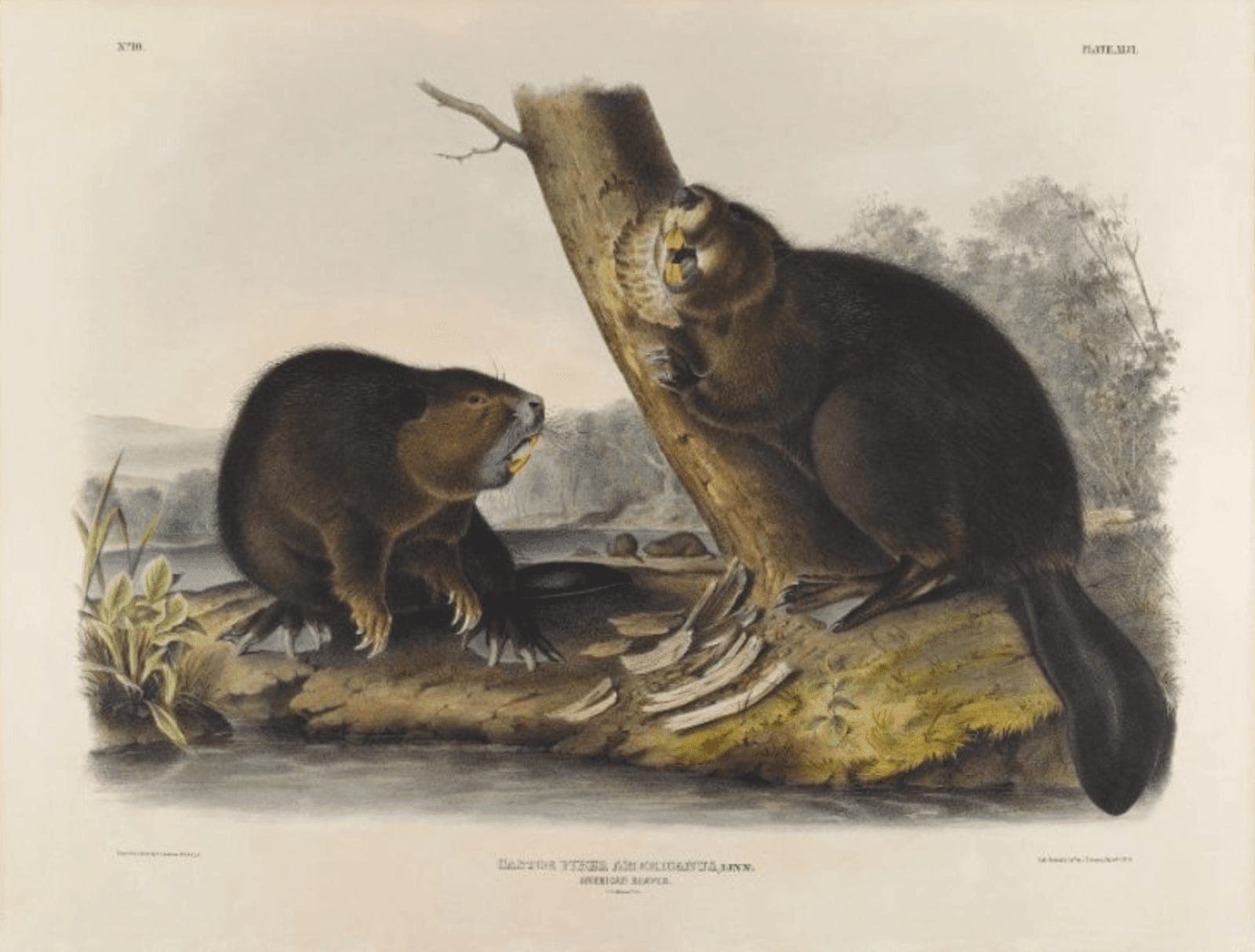 How Beavers Made America